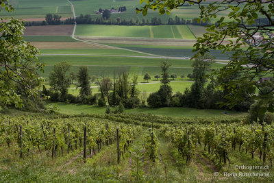 Rebberg am Sonnenberg bei Stettfurt mit Arten wie Platycleis a. albopunctata und Stenobothrus lineatus