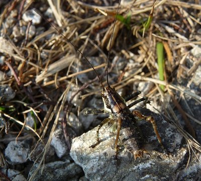 Antaxius_pedestris_10Sep2012_MonteLema.jpg