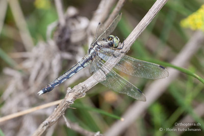 1. Ist das eine Orthetrum albistylum? Aufgenommen nördlich von Thessaloniki