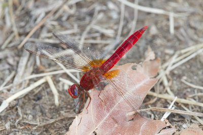 Feuerlibelle (Crocothemis erythraea)? vom Kerkini-See schaut skeptisch!