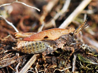 Männliche Larve einer Tetrix bipunctata bipunctata?