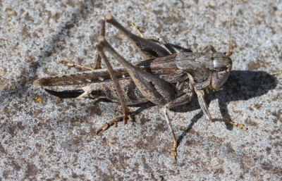 Platycleis albopunctata oder doch auch falx?