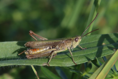 Chorthippus dorsatus2.JPG