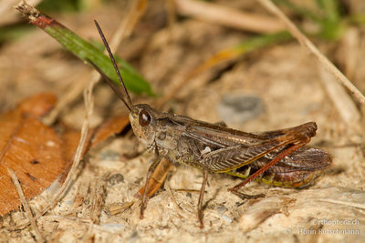 26.11.2012 - Nachtigall-Grashüpfer (Chorthippus biguttulus) bei Sonntag im Grossen Walsertal.