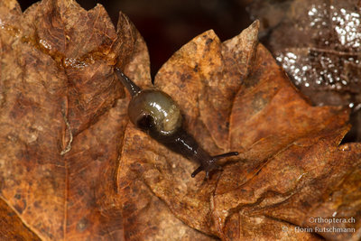 26.11.2012 - Ohrförmige Glasschnecke (Eucobresia diaphana). Das Gehäuse ist so klein, dass sich die Tiere nicht mehr darin zurückziehen können.