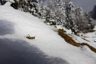 Weibchen von Chorthippus biguttulus auf der Schneedecke - 01.12.2012