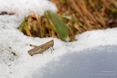 ... und gemütlich beim Sonnen! - 01.12.2012