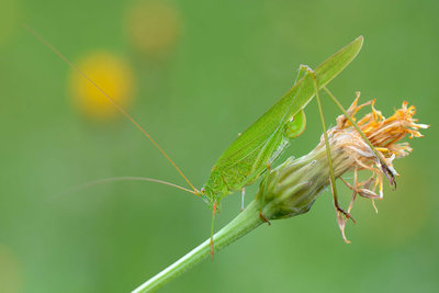 Ich tippe auf: Phaneroptera falcata - Gemeine Sichelschrecke