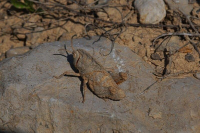 230422.070-Buckelschrecke-Provinz Fars,Shiraz - Yasuj,Süd-Zagros,5 km ,2060m.jpg