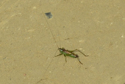 2023-08-14-Larve Kurzflügelige Schwertschrecke (...) Conocephalus dorsalis xxx-Neu-Lankau-Kanal-Radweg-ZSC6077.JPG