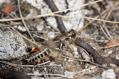 Weibchen der Nordischen Gebirgsschrecke (Bohemanella frigida)