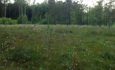 Das Naturschutzgebiet Löörmoos nördlich von Bern, aufgenommen am 22.6.2013. Hier stridulierten in der Dämmerung mehrere Feldgrillen.