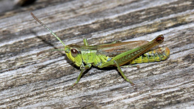 19.7.2024, im Hevetal, Gemeiner Grashüpfer, Pseudochorthippus parallelus, Foto Volkmar Brockhaus.jpg