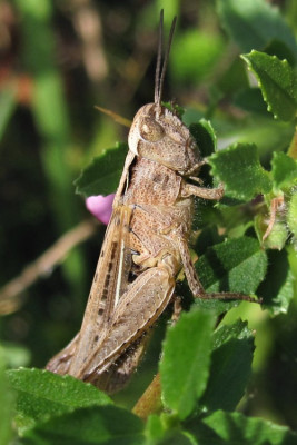 chorthippus_ortsberg_2024-07-25.jpg