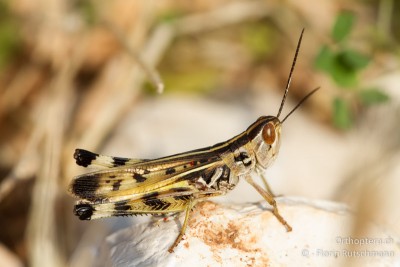 Ramburiella turcomana (♂) ist einfach immer eine Augenweide