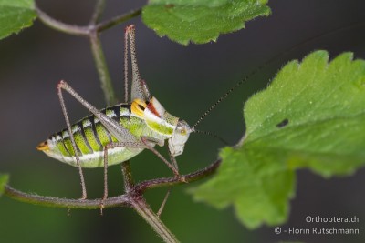 Poecilimon veluchianus ♂