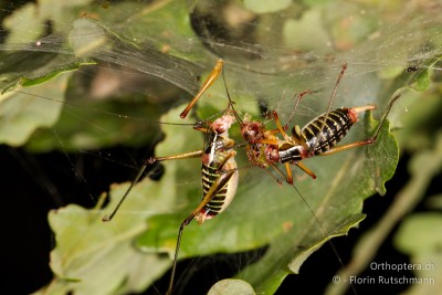 Zwei Metaplastes ornatus (♂ &amp; ♀) futtern ihren Kollegen aus dem Netz einer Spinne