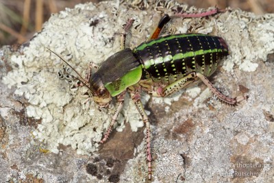 Callimenus oniscus ♂ - den habe ich lange gesucht, dann endlich ganz banal neben der Strasse im Landwirtschaftsgebiet - yes, die &quot;Wurst&quot; mit Beinen!