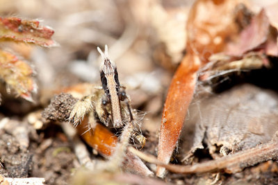 Foto 6: Gleiches Individuum wie Foto 5