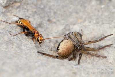 ..... aber nicht nur bei den Heuschrecken geht die Post ab! Wegwespe mit erbeuteter Tarantel. Die Spinne war frisch betäubt und versuchte immer wieder auf die Beine zu kommen.