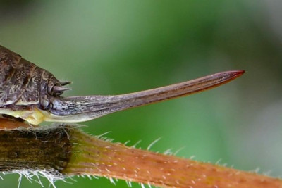 Rhacocleis-neglecta aff.-Detail Legeröhre-Cerci.jpeg