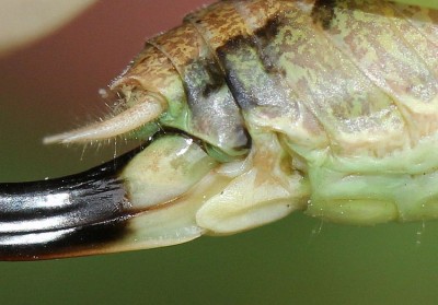 Platycleis2.jpg