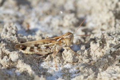 Männchen von Platypygius crassus