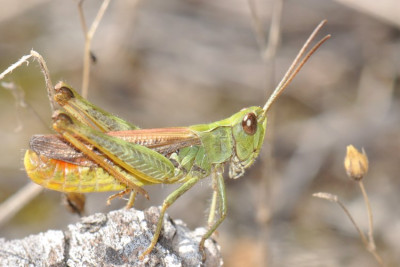 Chorthippus mollis ignifer 2019-09-13 12-30-10.JPG