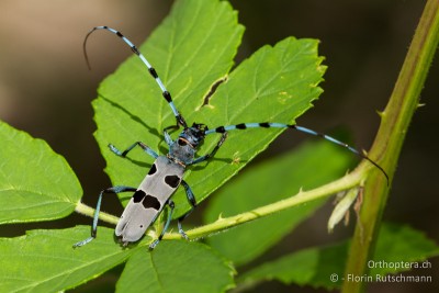 Die Gebirgszüge der Rhodopen sind teilweise stark bewaldet, auch mit Buchenwald, so dass der nicht fehlen darf/kann. Alpenbock (Rosalia alpina)