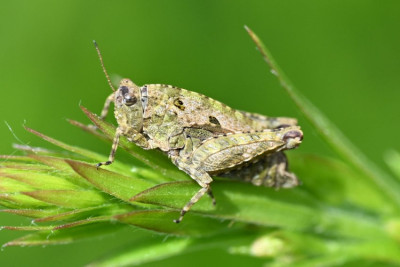 DSC_7938_1.jpg