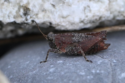 DSC_7918_1.jpg
