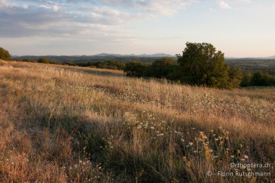 Landschaft nahe der türkischen Grenze. Die Idylle trügt! Nur schon ein Foto verwacklungsfrei hin zu bekommen, ist nicht ganz einfach - und dann aber nichts als weiter! Die Mückenschwärme sind hungrig....