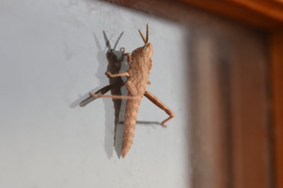 DSC_9682.JPG