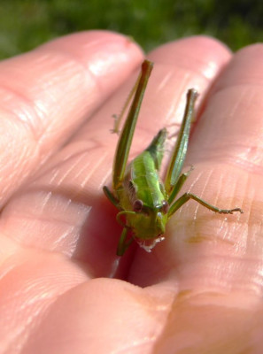 der Kleine sattgrüne_Beine wieder dort wo sie zum  Abspringen sein müssten.JPG