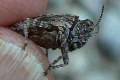 8652_w_Tetrix_bipunctata_kraussi_20130801_1736_fk.jpg