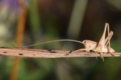 DSC_9736.JPG
