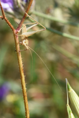 DSC_9740.JPG