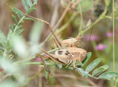 DSC_0153.JPG