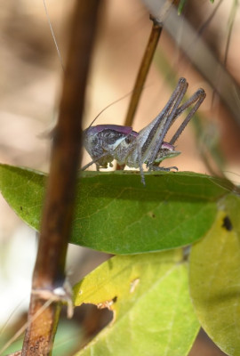 DSC_9729.JPG