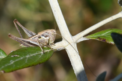 DSC_9787.JPG