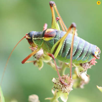 Orthoptera-Säbelschrecke-240613-6.JPG