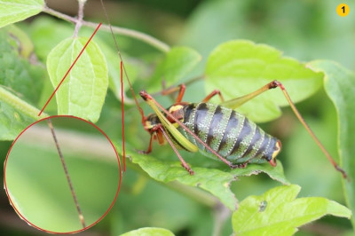 Orthoptera-Säbelschrecke-240613-3.JPG