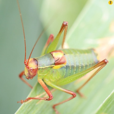 Orthoptera-Säbelschrecke-240614-7.JPG