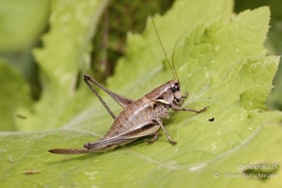 Transsilvanische Strauchschrecke (Pholidoptera transsylvanica)