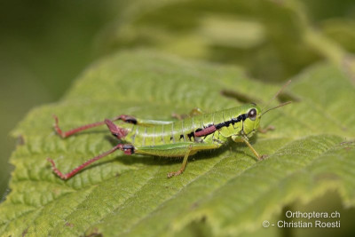 Rotbeinige Grünschrecke (Odontopodisma rubripes)