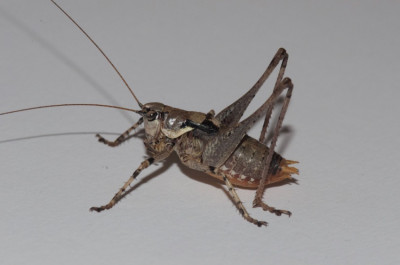 Antaxius pedestris profil.jpeg