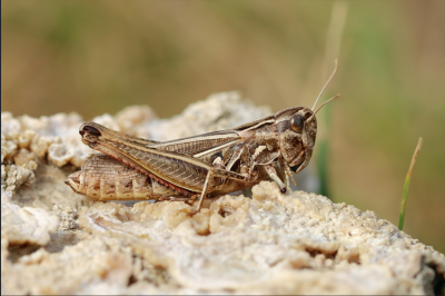 Stenobothrus rubicundulus?