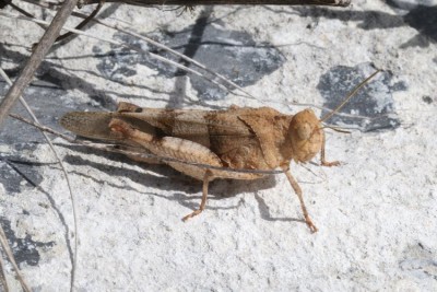 20260706_pfynwald_016y.JPG