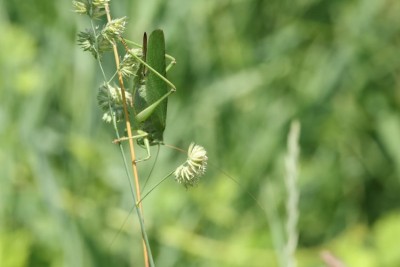 20260630_leukerfeld_043a.jpg