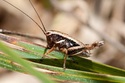 Pholidoptera aptera im Steimürlichopf bei Siblingen